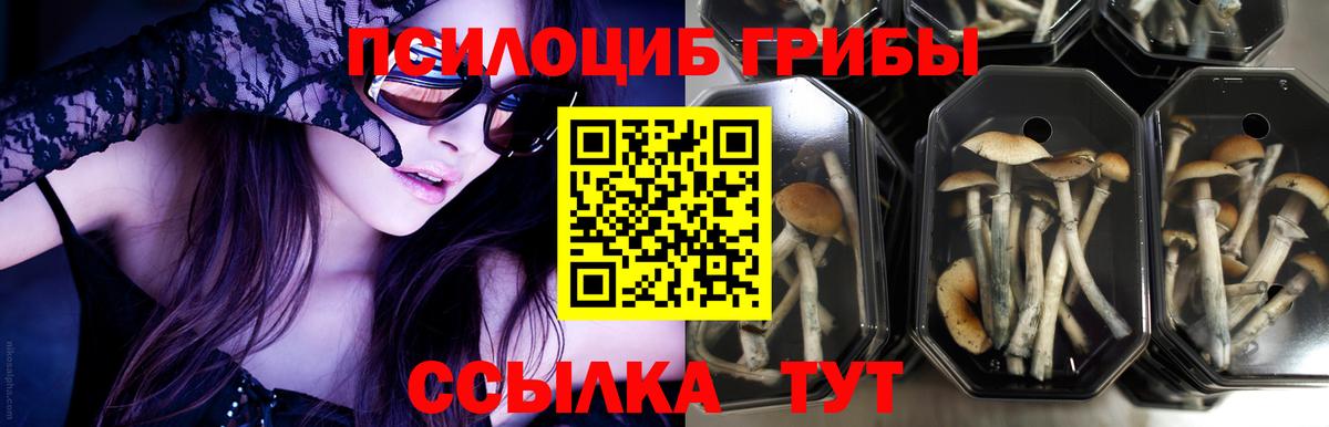 продажа наркотиков  Вход с VPN  Камень-на-Оби  Псилоцибиновые грибы мухоморы 